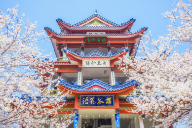 中国江苏无锡鼋头渚景区樱花节风光