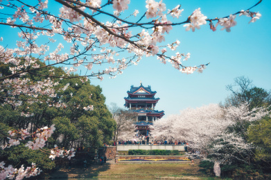 中国江苏无锡鼋头渚景区樱花节风光