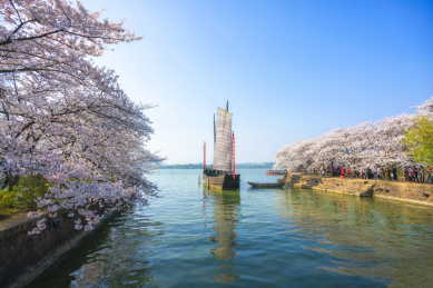 中国江苏无锡鼋头渚景区樱花节风光
