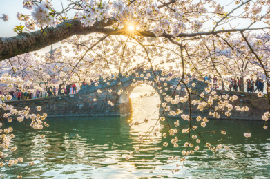 中国江苏无锡鼋头渚景区樱花节风光