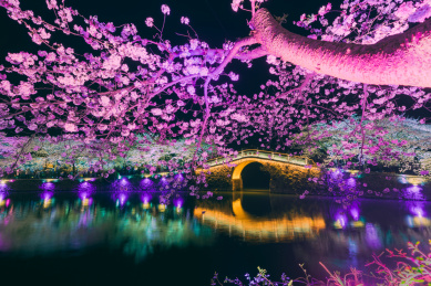 中国江苏无锡鼋头渚景区樱花节风光