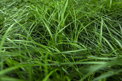 夏天公园户外盛开的翠绿的野草背景特写