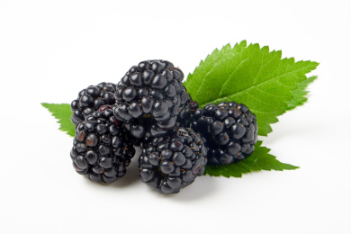 白色背景下多个黑莓放在绿色叶子上的特写