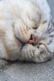 一只躺在地上的猫头部特写