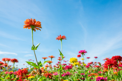 一支橙色的百日菊挺立在缤纷花丛中