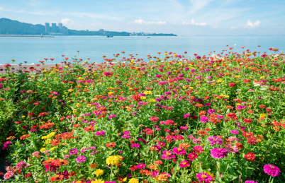 海边一片绚烂的百日菊 中国广东省珠海市野狸岛