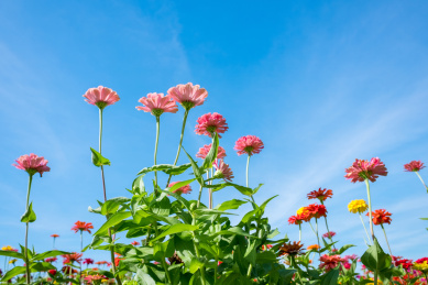百日菊花丛中的粉色百日菊仰拍