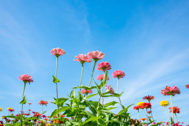 百日菊花丛中的粉色百日菊仰拍
