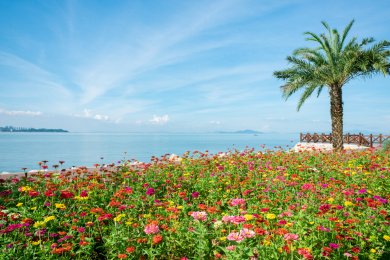 海边棕榈树下盛放的百日菊 中国广东省珠海市野狸岛