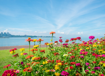 海边一片怒放的百日菊 中国广东省珠海市野狸岛