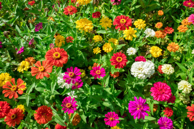 夏天灿烂阳光下盛放的五彩缤纷的百日菊