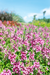 晴天阳光下粉紫色的香彩雀花丛