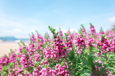 蓝天下粉紫色的香彩雀花丛