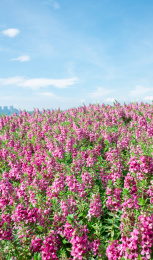 蓝天下一片粉紫色的香彩雀花丛