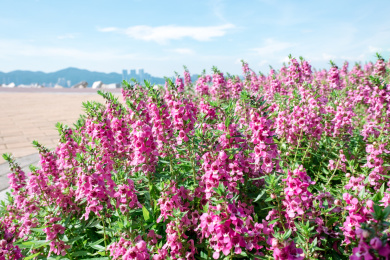 晴天阳光下粉紫色的香彩雀花丛
