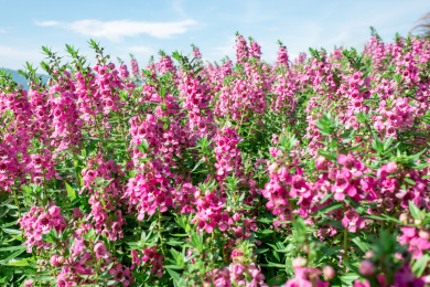 晴天阳光下粉紫色的香彩雀花丛
