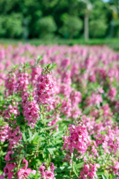 晴天阳光下粉紫色的香彩雀花丛