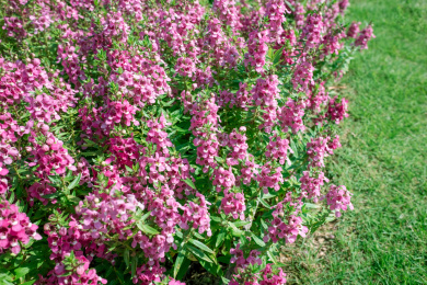 晴天阳光下粉紫色的香彩雀花丛