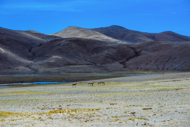 中国青藏高原，成群的野生藏驴
