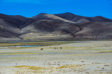 中国青藏高原，成群的野生藏驴