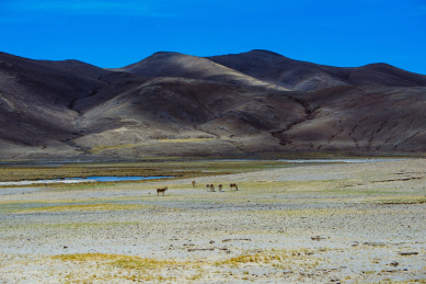 中国西藏草原上的野生藏驴