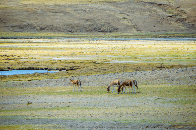 中国青藏高原，草原上成群的藏驴