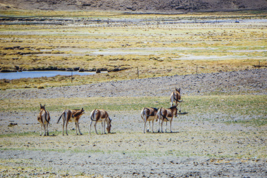 中国青藏高原，草原上成群的藏驴