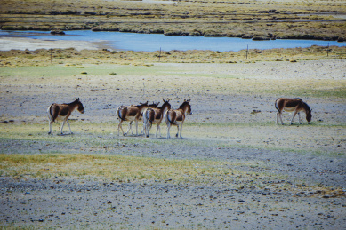 中国青藏高原，草原上成群的藏驴