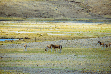 中国西藏，旷野上成群的藏驴