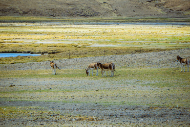中国西藏，旷野上成群的藏驴