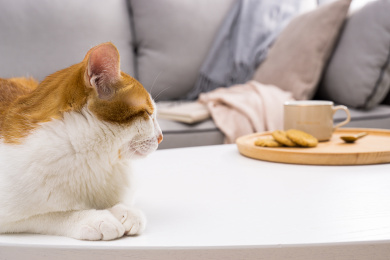 侧着身子闭着眼睛的橘猫趴在白色桌面上