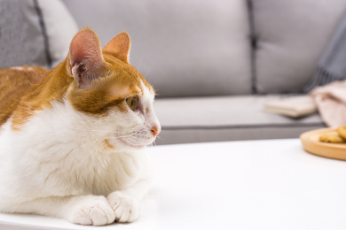 灰色沙发前趴在白色桌面上的橘猫头部特写