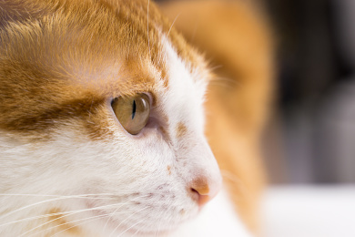 橘猫侧面头部的专注眼神眼睛特写