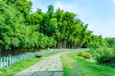中国浙江杭州植物园毛竹园竹林小路