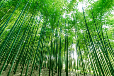 中国浙江杭州植物园毛竹园竹林