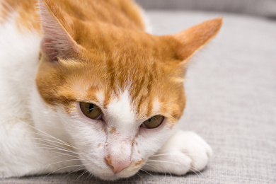 趴在灰色沙发上面的橘猫头部特写