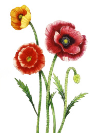 春天盛开的虞美人鲜花水彩插画
