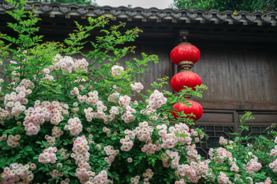 春天南京老门东蔷薇花图片