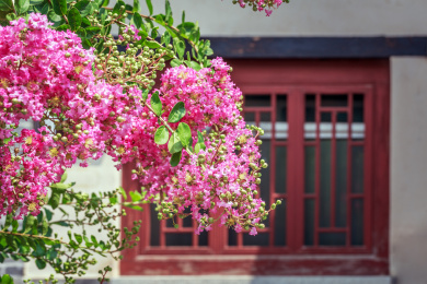 红色中式窗户前的粉色紫薇花，中国山东省潍坊市十笏园