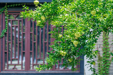 中式红色窗户前的生长中的石榴，中国山东省潍坊市十笏园
