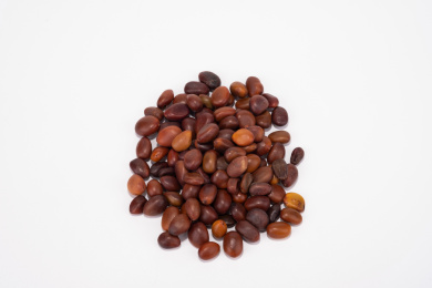 中国中草药植物药材皂角籽