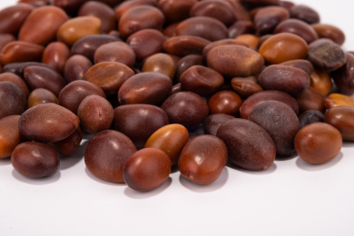 中国中草药植物药材皂角籽