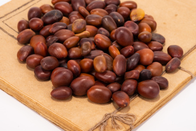 中国中草药植物药材皂角籽