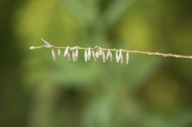清晨微距拍摄野外野草的穗子