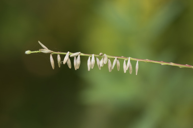 清晨微距拍摄野外野草的穗子