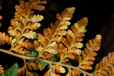 黑色背景下干枯蕨类植物叶片特写