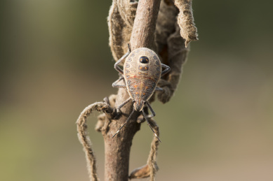 夕阳照耀下趴匐在枯树枝上的麻皮蝽