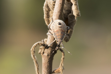 夕阳照耀下趴匐在枯树枝上的麻皮蝽
