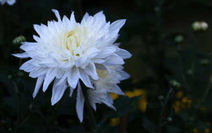 一朵美丽的花卉盛开的白菊花特写