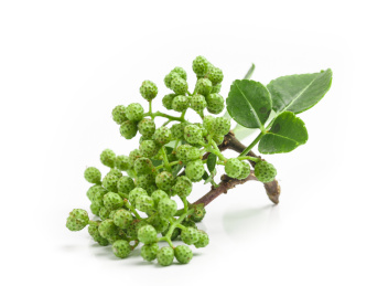 白底上的一枝新鲜的绿麻椒